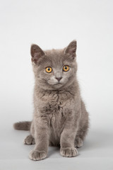 Fototapeta premium 子猫