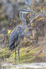 Fototapeta premium Great Blue Heron in stream