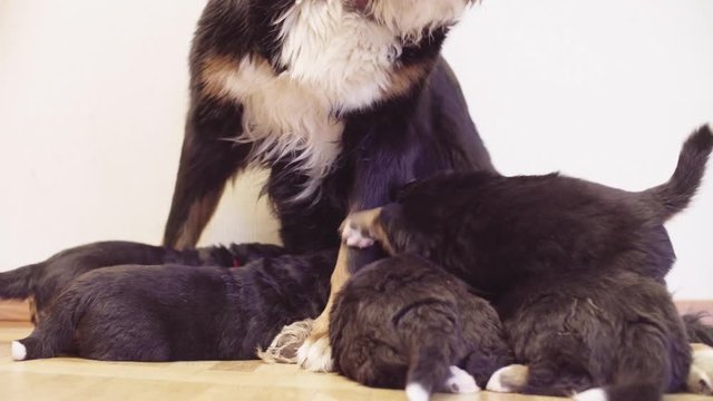 Close up. Bernese sheepdogs puppies sucking milk from mother bitch breast