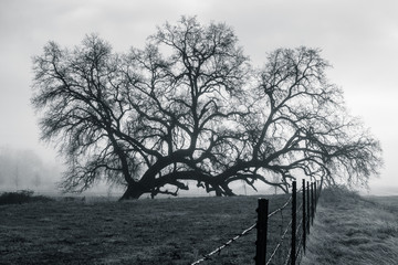 Ancient Oak Foggy Silhouette 