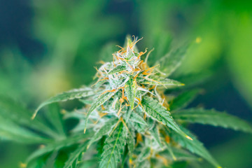 3912271 weed grow buds harvest indoor buds cannabis Macro shot with sugar trichomes. concepts of...