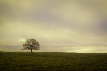 Fototapeta na wymiar Lonely Oak Tree on Millville Plains in Northern California with rolling grassland hills and a cloudy muted sunrise