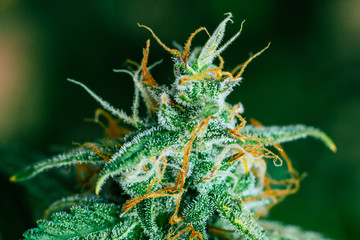 3912276 medicinal purposes. Concepts legalizing weed Beautiful buds before harvest. cannabis grow...