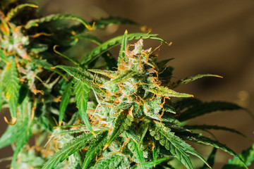 3912282 Macro shot with sugar trichomes cbd thc, concepts of grow and use of marijuana for...