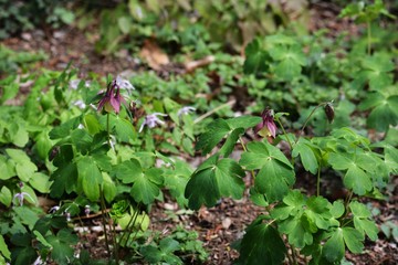 Columbine