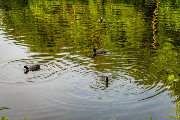 Ducks in a pond at Haagse Bos, forest in The Hague