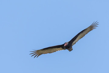 Turkey vulture in flight