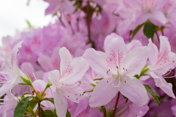 ピンクのつつじ