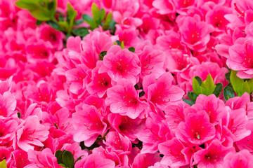 美しいピンクのつつじ