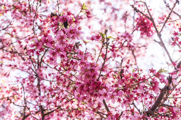 Flower trees blooming
