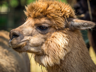 Photo of furry alpaca
