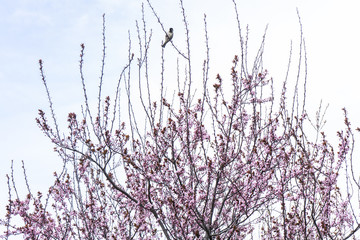 Bird resting in flower tree