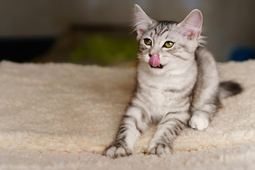 Lovely thoroughbred gray kitten. Breed Kurilian Bobtail. Hypoallergenic breed of cats