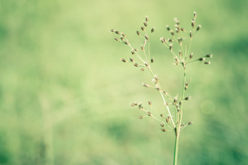 Spring grass flower  fresh nature  wallpaper  relax outdoor photo background