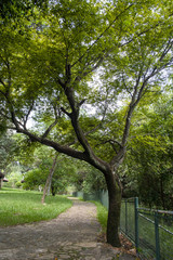 árvore no parque
