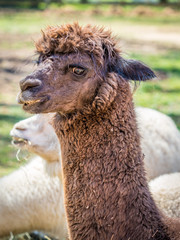 Fototapeta premium Photo of furry alpaca
