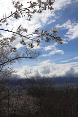 長野県　光城山の桜