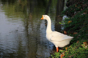 White goose with orange mouth standing beside the pond, it is a large waterbird with a long neck, short legs, webbed feet.