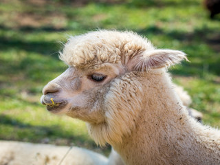 Obraz premium Photo of furry alpaca
