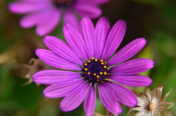 Obraz premium FLOR LILA