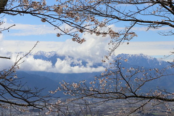 長野県　光城山の桜と北アルプス