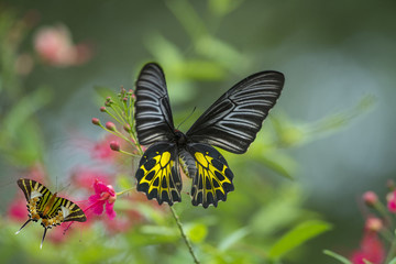 Beautiful butterfly is flying with pink flowers.