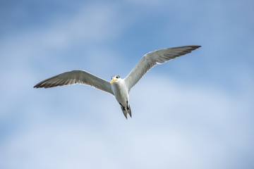 Gull is flying on blue sky
