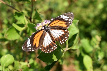 Black Veined Tiger, Danaus melanippus, Patterned orange white and black color on butterfly wing, The butterfly seeking nectar on flower in the field with natural green background, Thailand 

