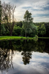 Reflection of a tree on a lake at Haagse Bos, forest in The Hague