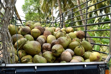 Lots of coconut fruit in pickup truck, Transporting  to sell, Thailand 