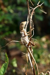 Molting chameleon on a branch with natural green leaves in the background.,Thailand
