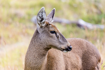 Guemal, Hippocamelus bisulcus, in deep snow on a mountain side in winter in Torres del Paine...