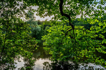 Fototapeta premium A tree with green leaves over a pond at Haagse Bos, forest in The Hague