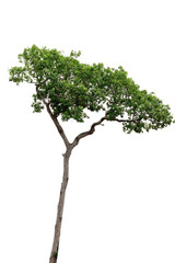Isolated tree on white background