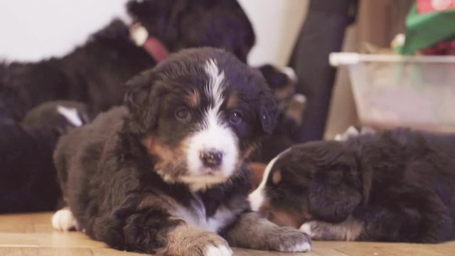 Close up. Bernese sheepdogs puppy lying next to the mother dog