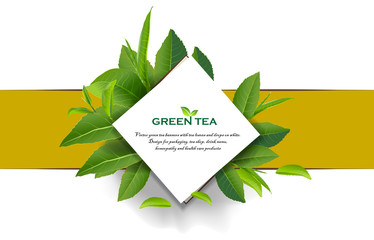 Green tea leaves vector nature background.