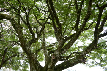 forest