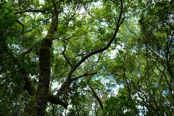 Naklejka premium Forest