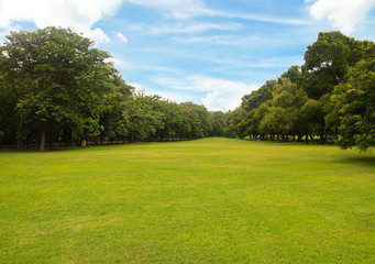 Fototapeta na wymiar Green grass green trees in beautiful park white Cloud blue sky in noon.