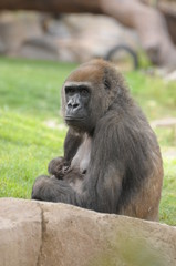 Fototapeta premium Gorilla Mother JLP