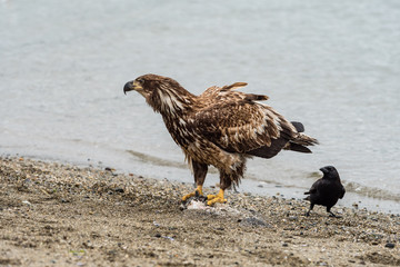 bald eagle standing on its meal while a crow stand aside