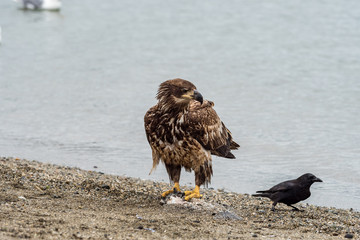 Juvenile bald eagle stepping on dead fish while watching crow walk around it