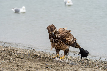 crow trying to pulling eagle away from the fish carcase