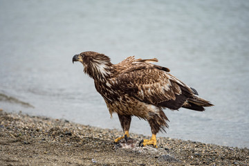 juvenile bald eagle stepping on a dead fish looking backwards on a sandy beach on a over cast day