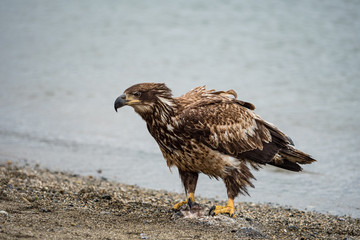 juvenile bald eagle stepping on a dead fish looking to the left on a sandy beach on a over cast day