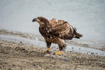 juvenile looking around on the beach while standing on a fish carcass