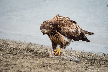 Juvenile bald eagle fiddling with dead fish on the beach 