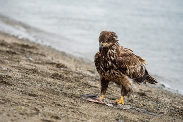 juvenile bald eagle stepping on a dead fish on a sandy beach on a over cast day
