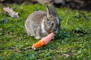 cute white chested bunny trying to lift a carrot while eating it