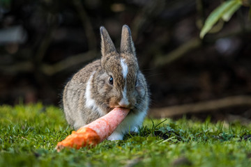 tiny white chested bunny eating a carrot on the grassy ground